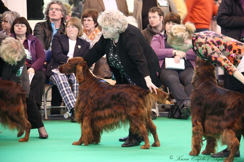 Crufts2011 716.jpg